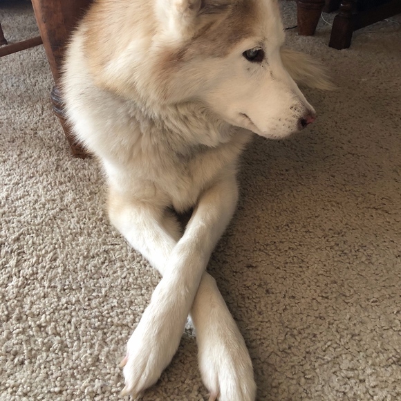 Updated Classics, Timeless & True - Picture 3 of 4